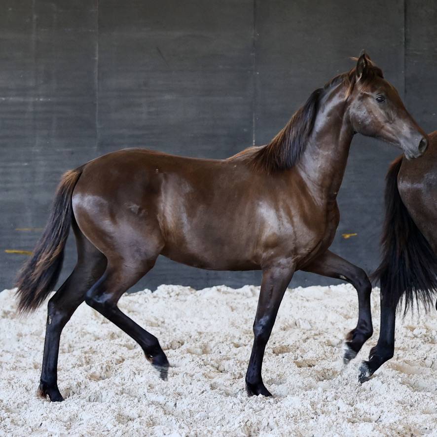 Pantera du Corval jolie pouliche PRE PP noire de 2025