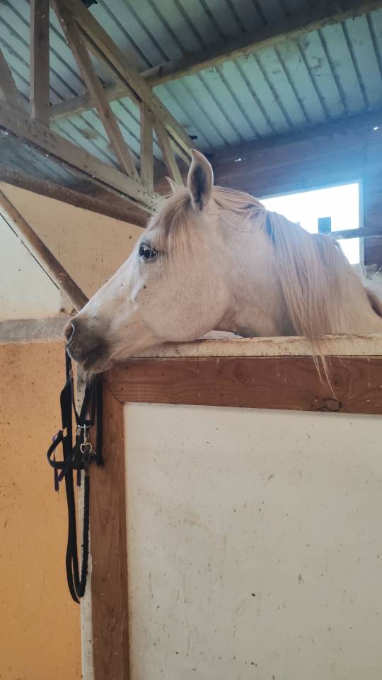Cheval hongre