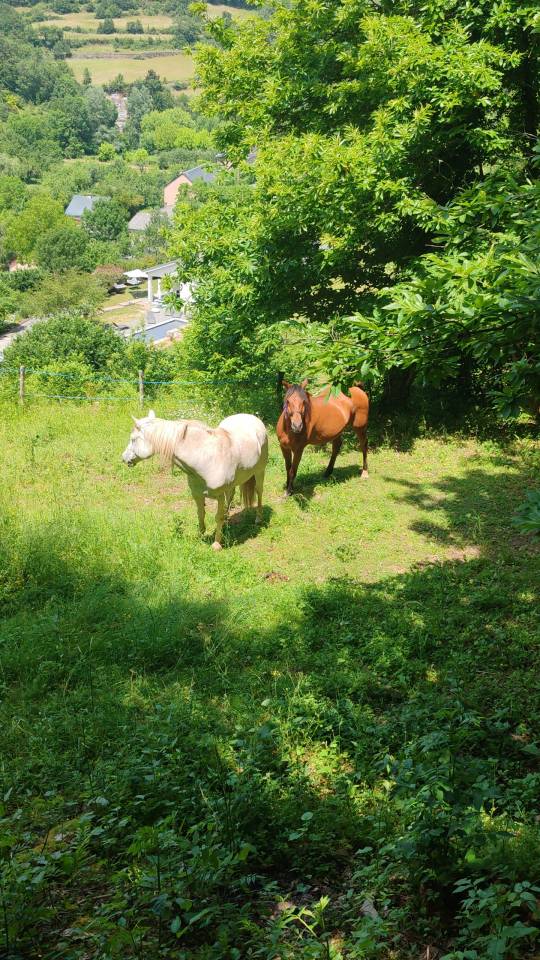 Cheval hongre