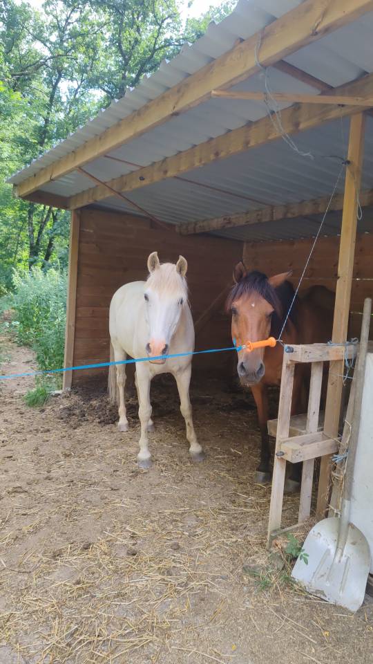 Cheval hongre
