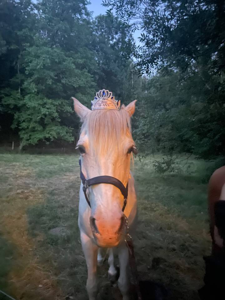Cheval hongre