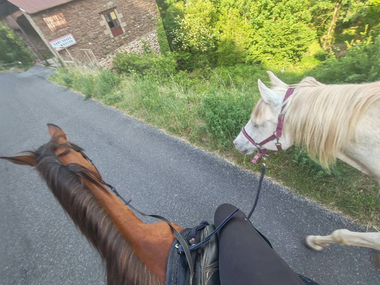 Cheval hongre