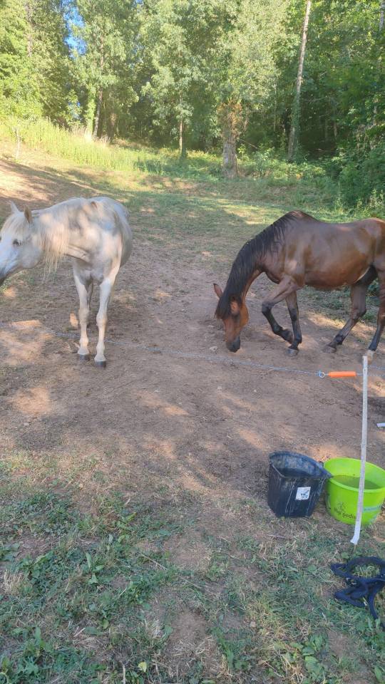 Cheval hongre