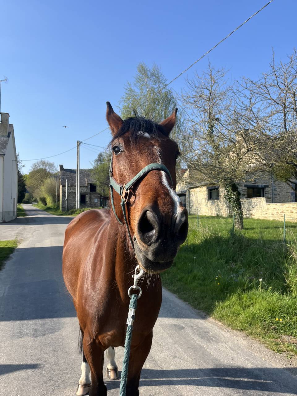 Jimmy Sun &ndash; Trotteur Fran&ccedil;ais &ndash; 7 ans