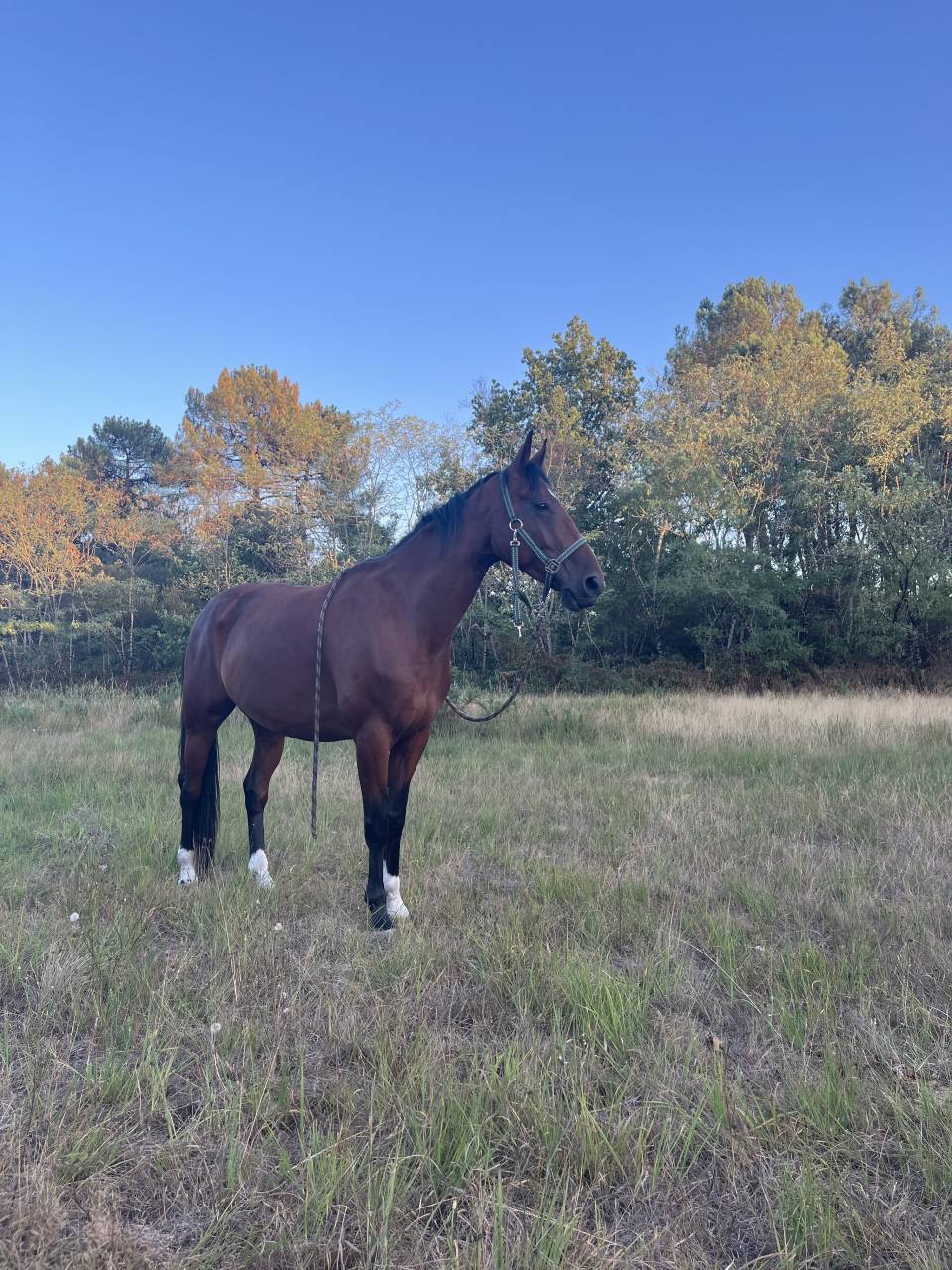 Jimmy Sun &ndash; Trotteur Fran&ccedil;ais &ndash; 7 ans