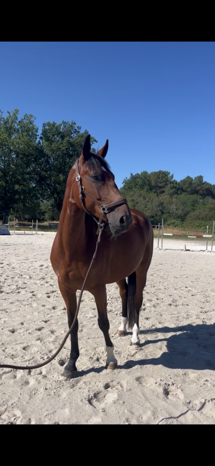 Jimmy Sun &ndash; Trotteur Fran&ccedil;ais &ndash; 7 ans