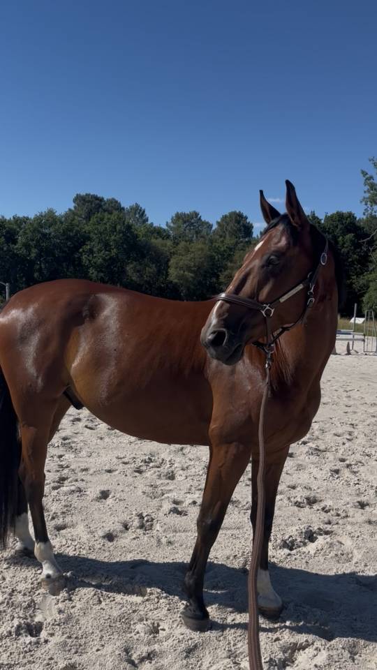 Jimmy Sun &ndash; Trotteur Fran&ccedil;ais &ndash; 7 ans