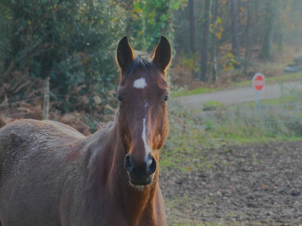 Jimmy Sun &ndash; Trotteur Fran&ccedil;ais &ndash; 7 ans