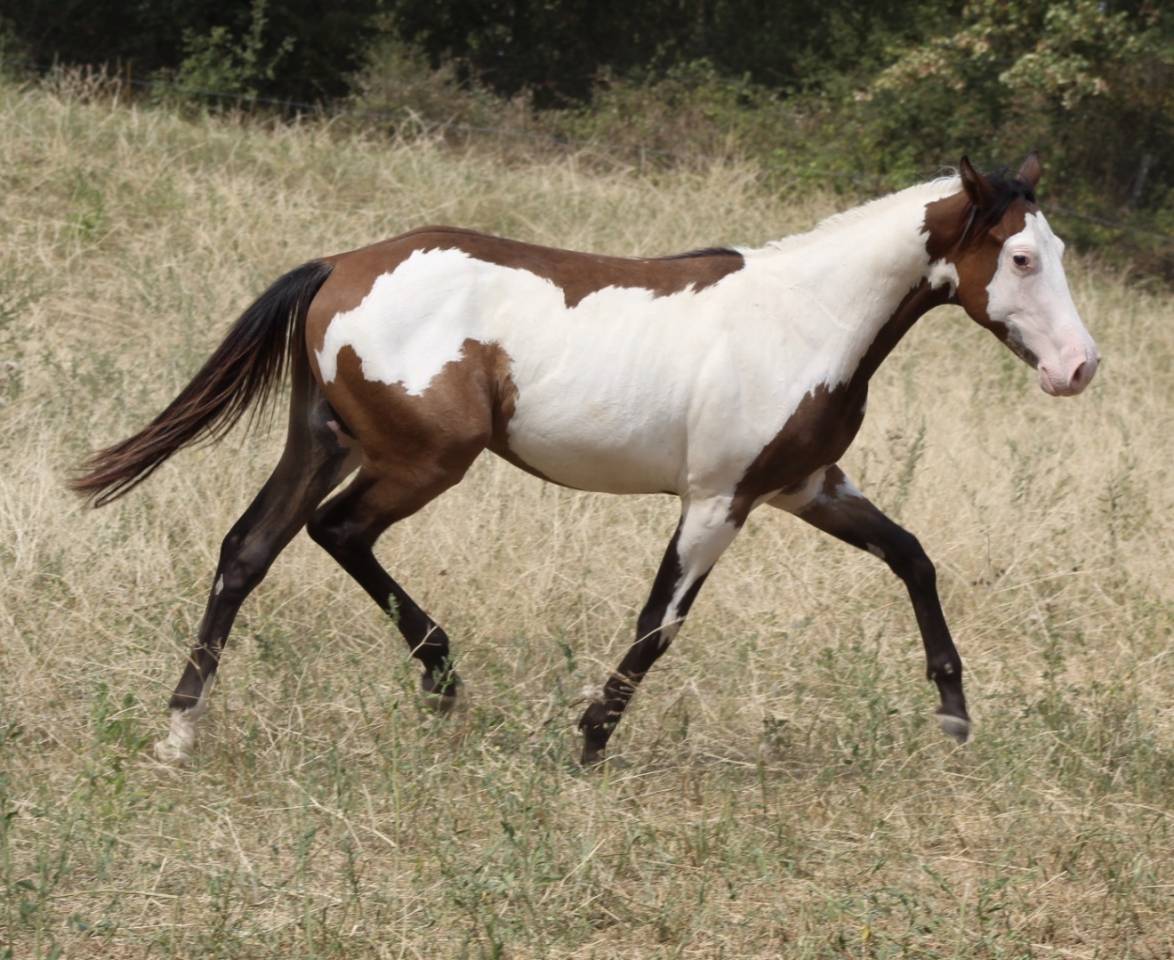 Hongre Paint Horse 