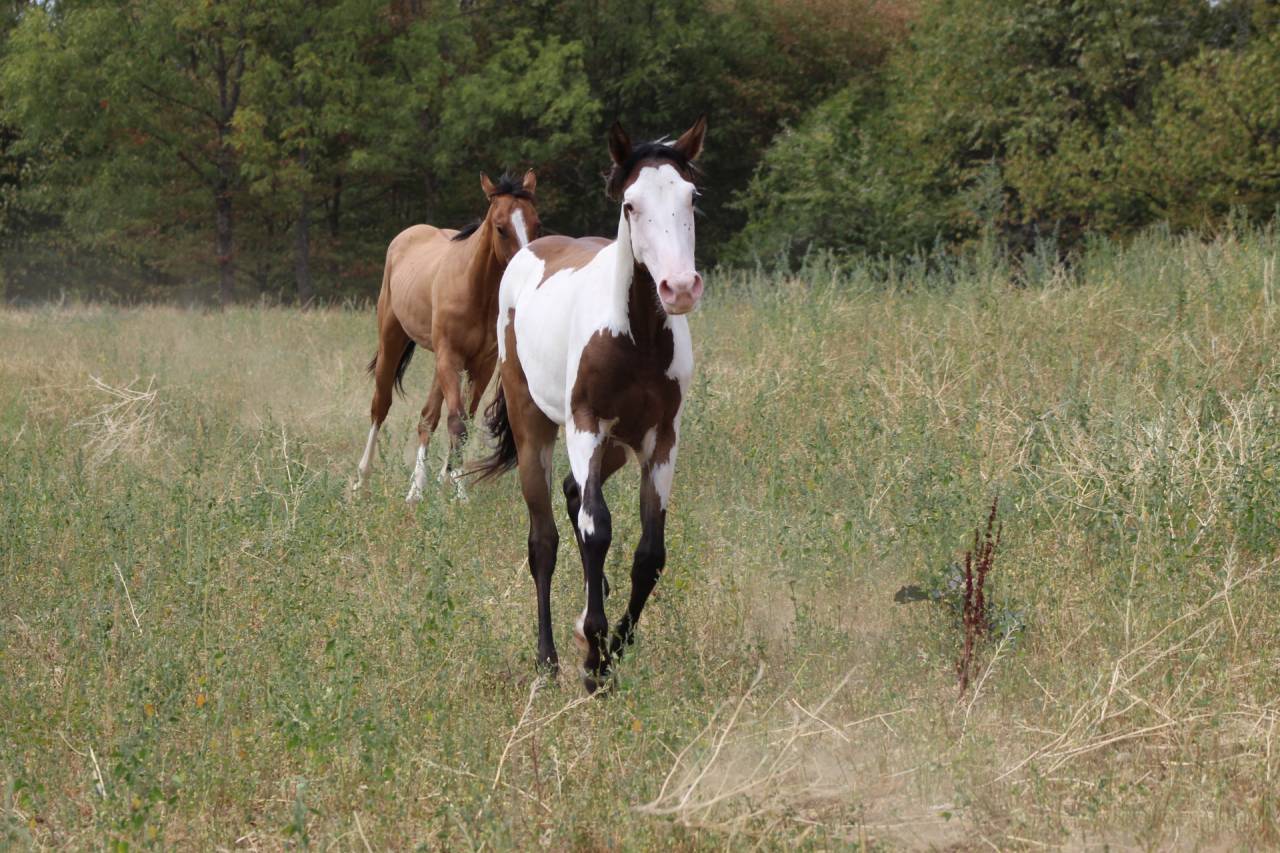 Hongre Paint Horse 