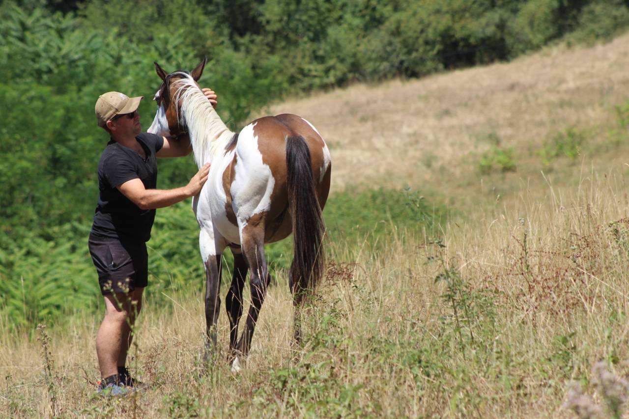 Hongre Paint Horse 