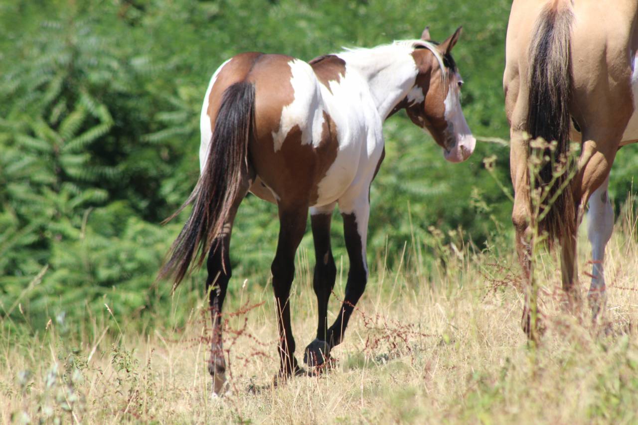 Hongre Paint Horse 