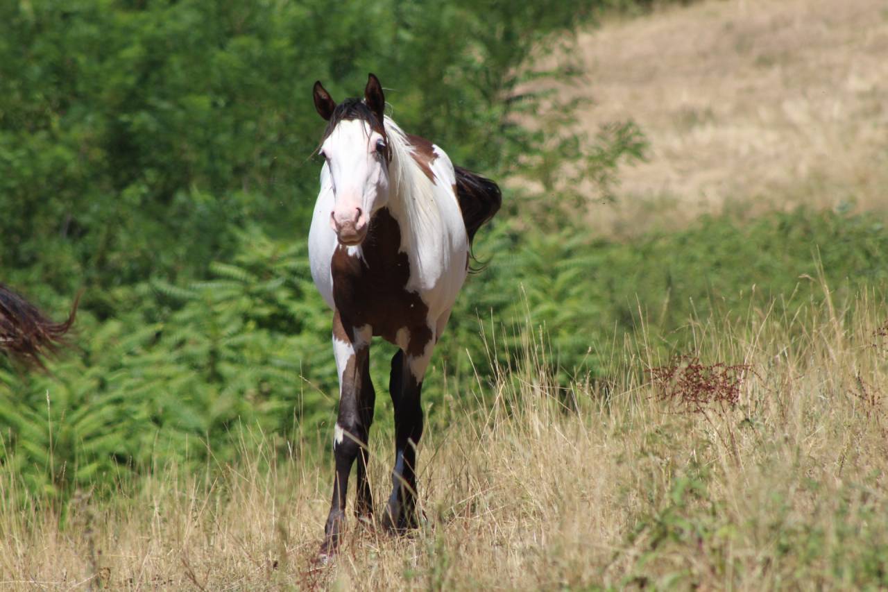 Hongre Paint Horse 