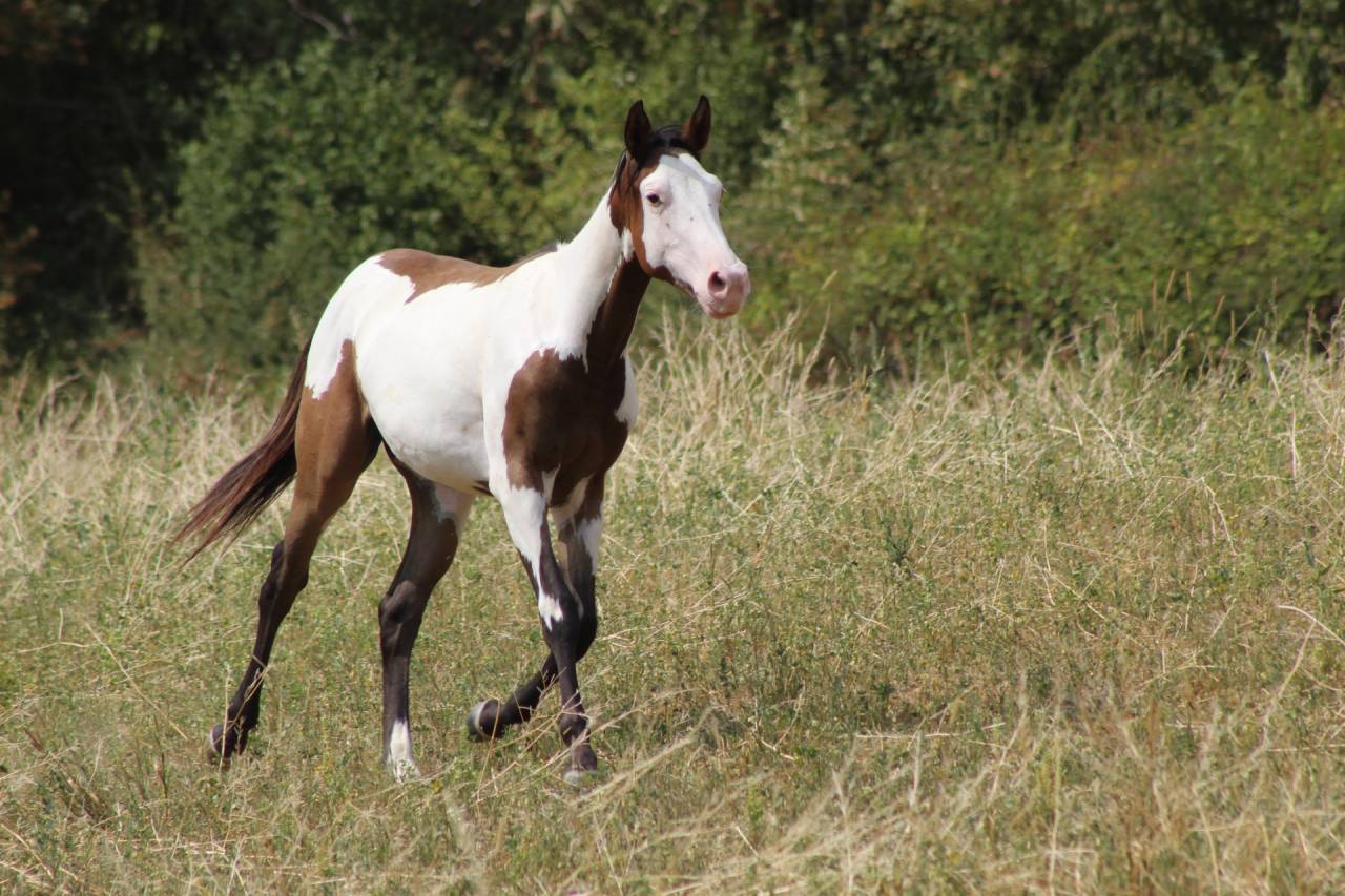 Hongre Paint Horse 