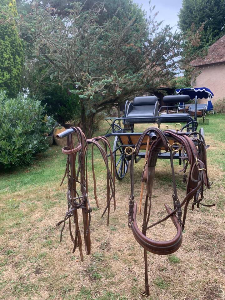 Attelage poneys