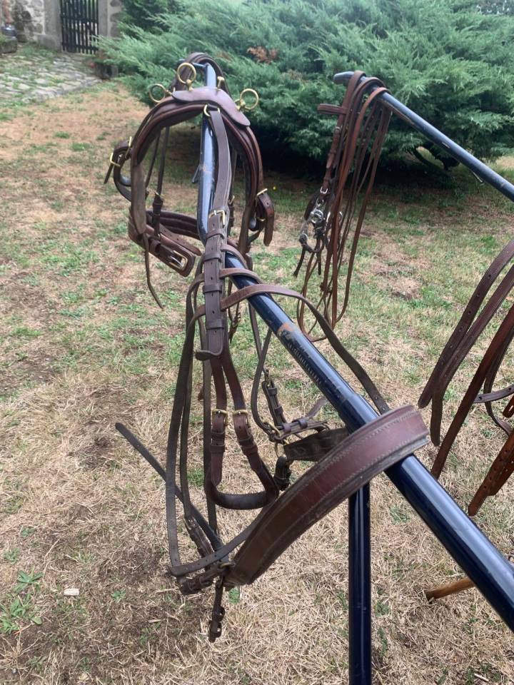 Attelage poneys