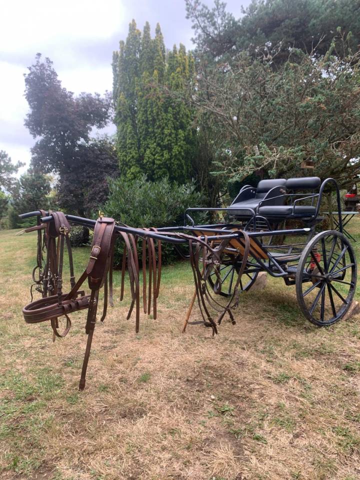 Attelage poneys