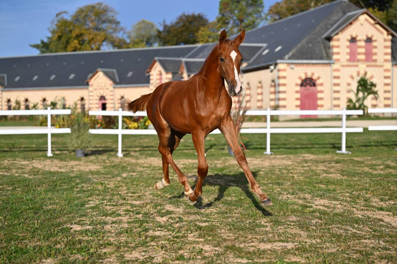 QUANDY DES TOURELLES 
