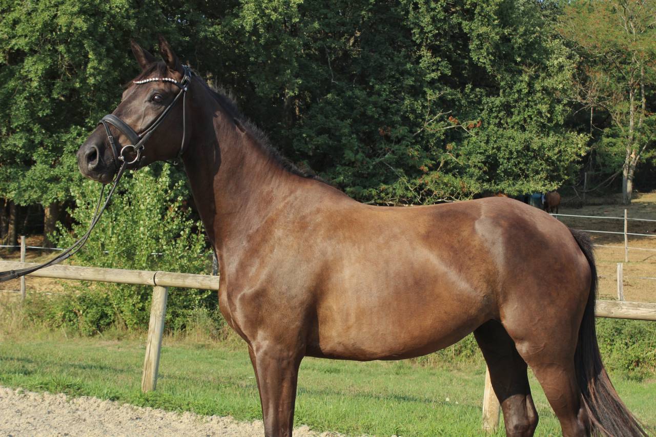 Excellente jument dressage/CCE/CSO