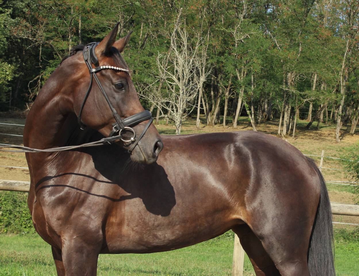 Sublime jument 6 ans dressage CCE