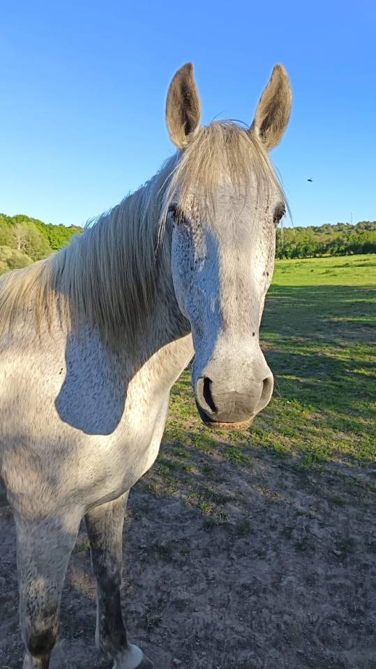 Hongre lusitanien gris 15 ans - Loisir