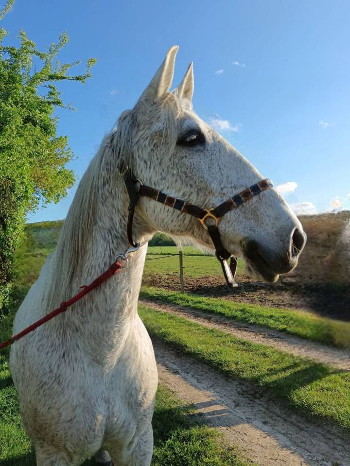 Hongre lusitanien gris 15 ans - Loisir