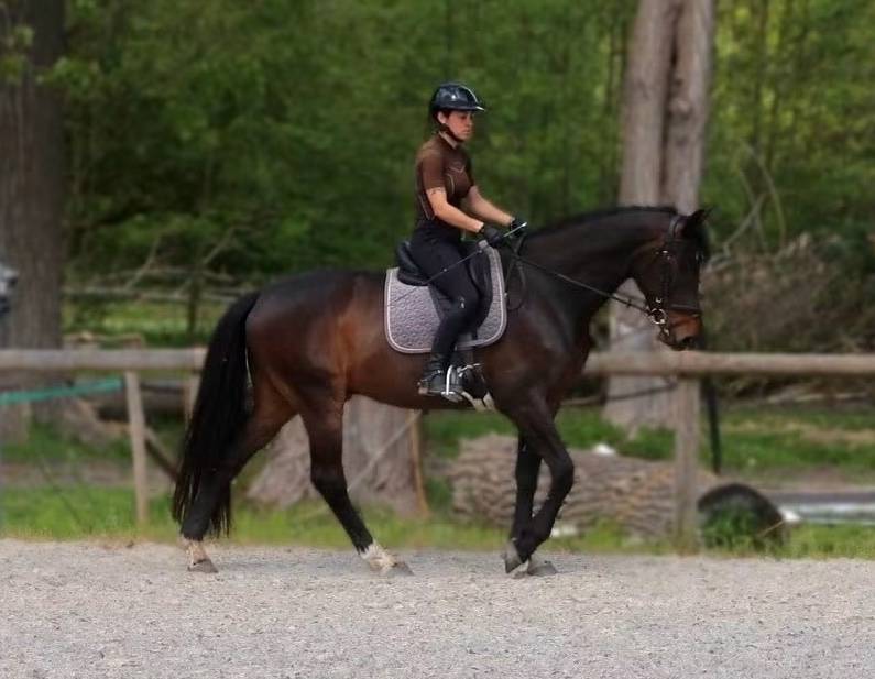 Tr&egrave;s beau hongre 7 ans dressage - 1,72m - noir/bai brun