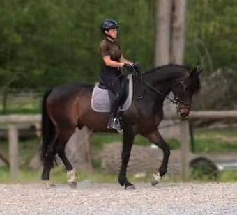 Tr&egrave;s beau hongre 7 ans dressage - 1,72m - noir/bai brun