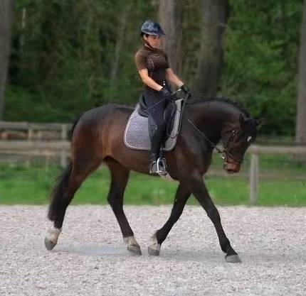 Tr&egrave;s beau hongre 7 ans dressage - 1,72m - noir/bai brun