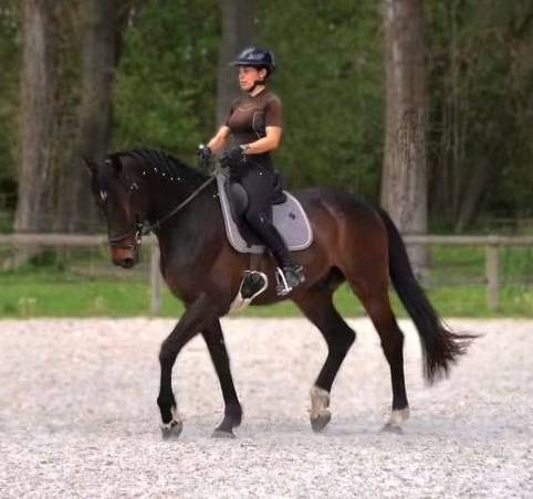 Tr&egrave;s beau hongre 7 ans dressage - 1,72m - noir/bai brun