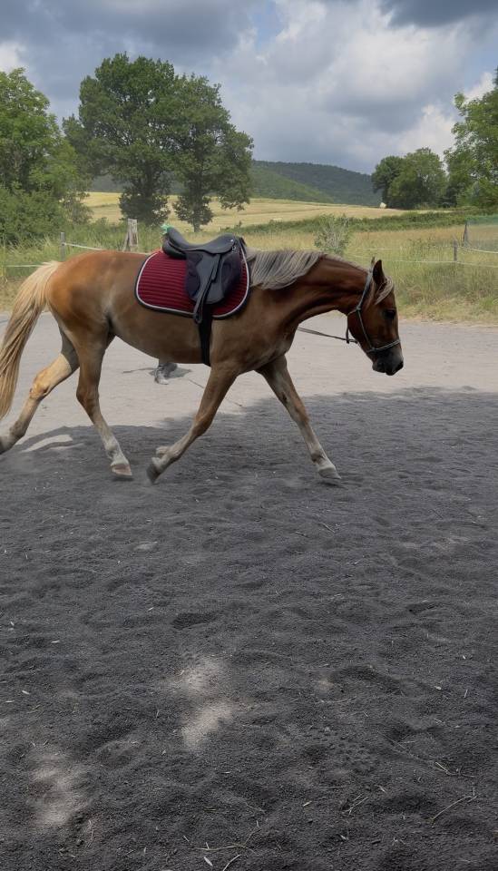 Pouliche New-Forest de croisement 2 ans 