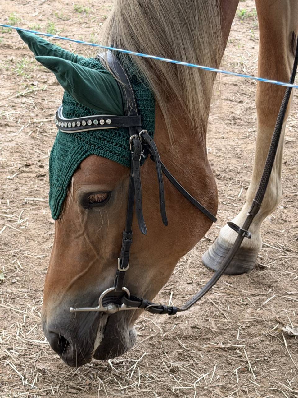 Pouliche New-Forest de croisement 2 ans 