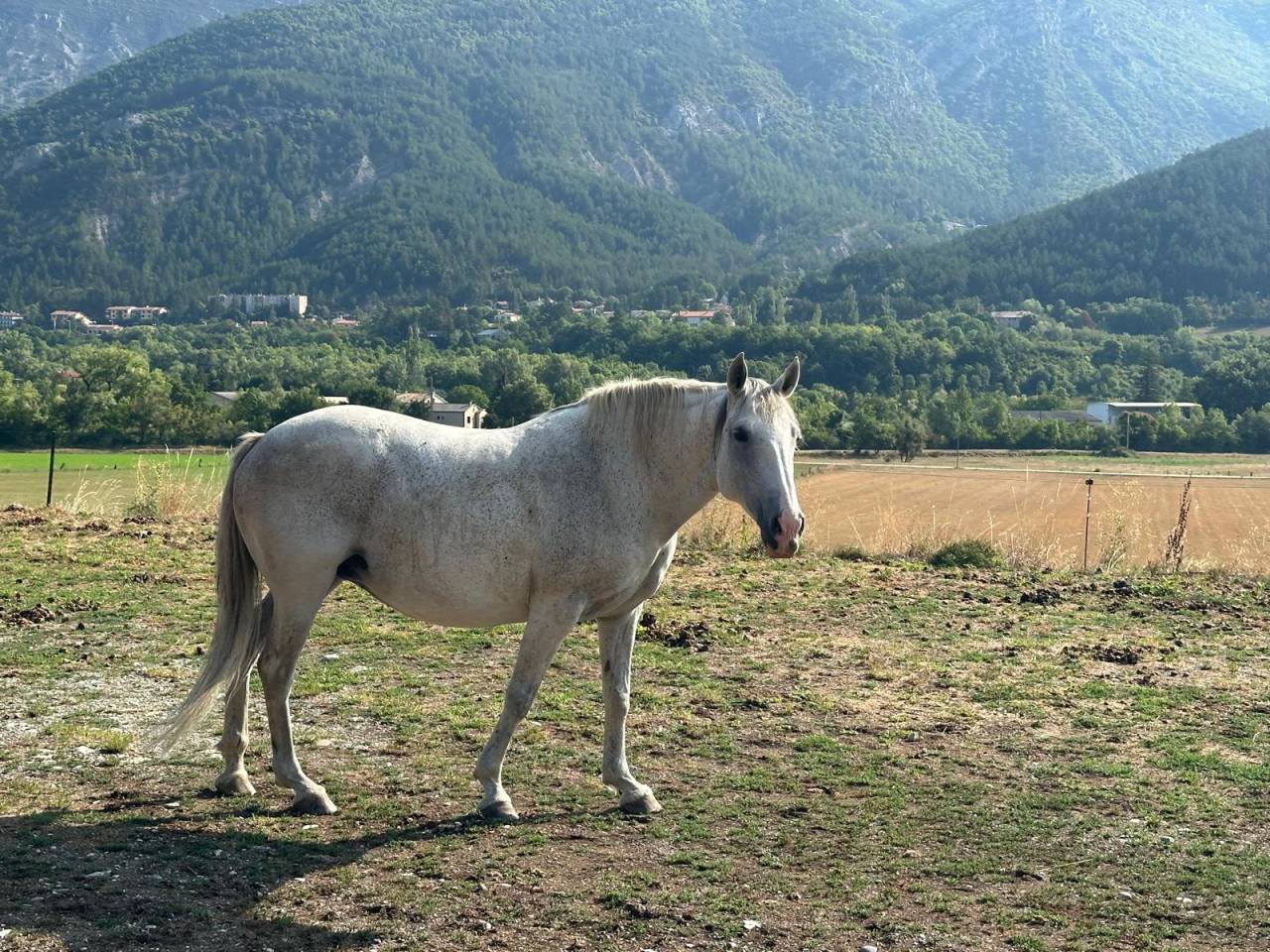 Jument Pur Sang Lusitanienne 11 ans