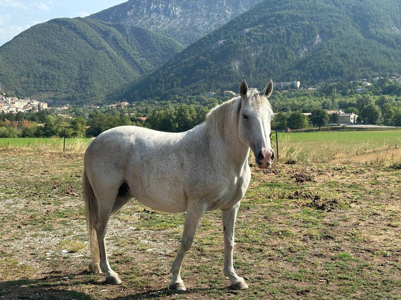 Jument Pur Sang Lusitanienne 11 ans