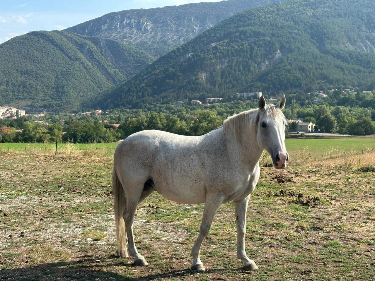 Jument Pur Sang Lusitanienne 11 ans