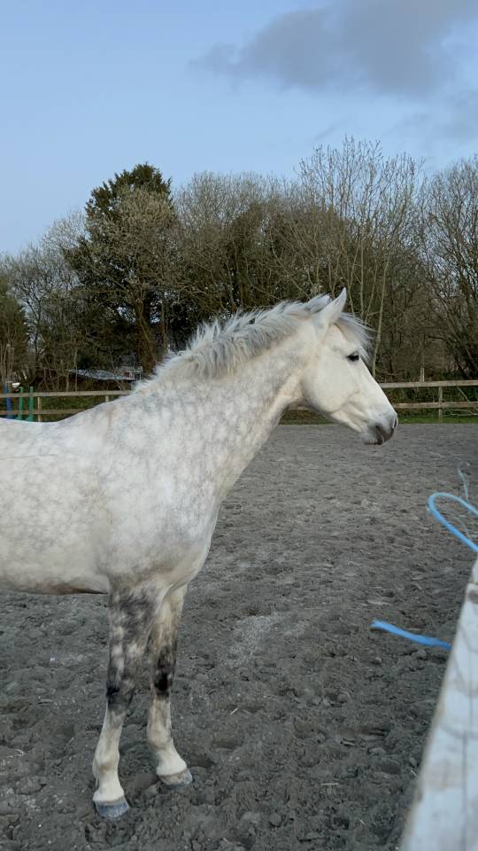Cheval PRE PP 