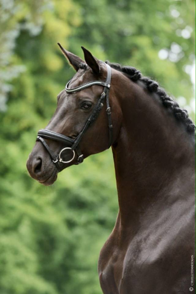 Jument - 12 ans - Dressage Schoolmaster / PSG - France