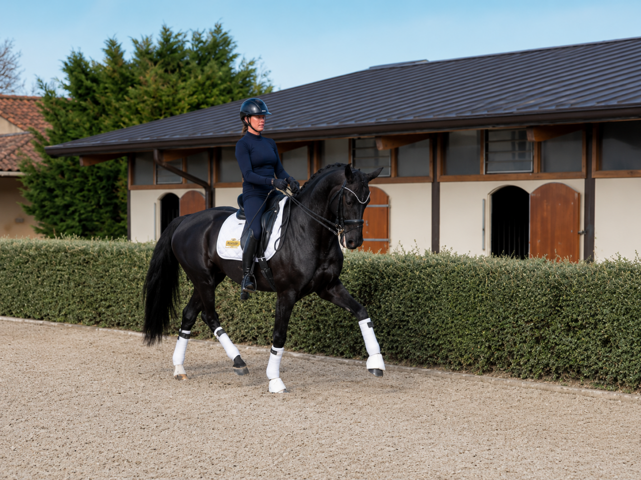 Jument - 12 ans - Dressage Schoolmaster / PSG - France