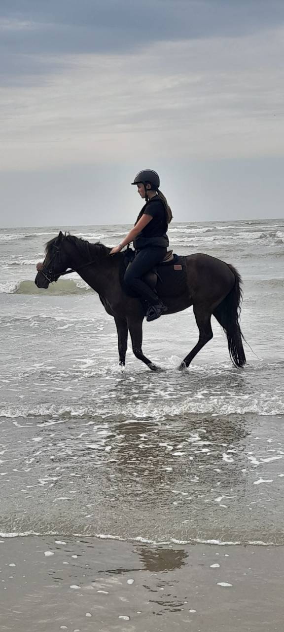 Poney par Daho du paradis 