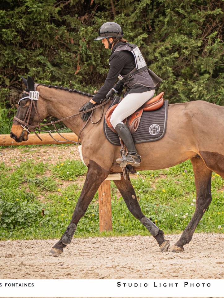 Hongre 5 ans Zangershine