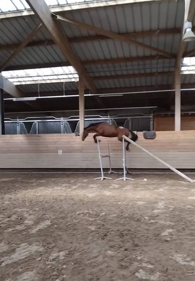 Vend Poney C 4 ans CSO
