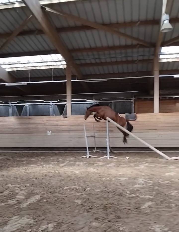 Vend Poney C 4 ans CSO
