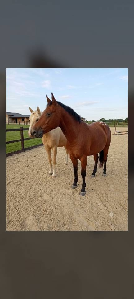 Vend Poney C, PFS  4 ans CSO