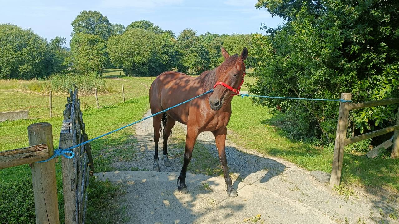 Pouliche 6 ans Trotteur Fran&ccedil;ais 