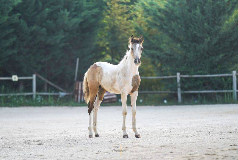 Pouliche pie Isabelle 