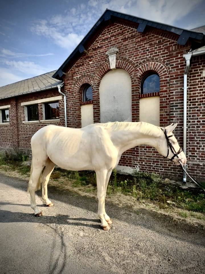 Magnifique &eacute;talon Cremello de 3 ans
