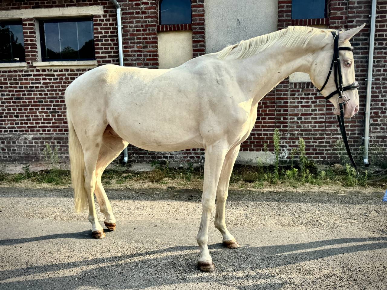 Magnifique &eacute;talon Cremello de 3 ans