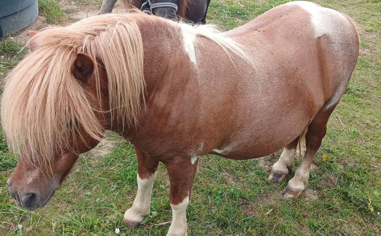 Shetlands 