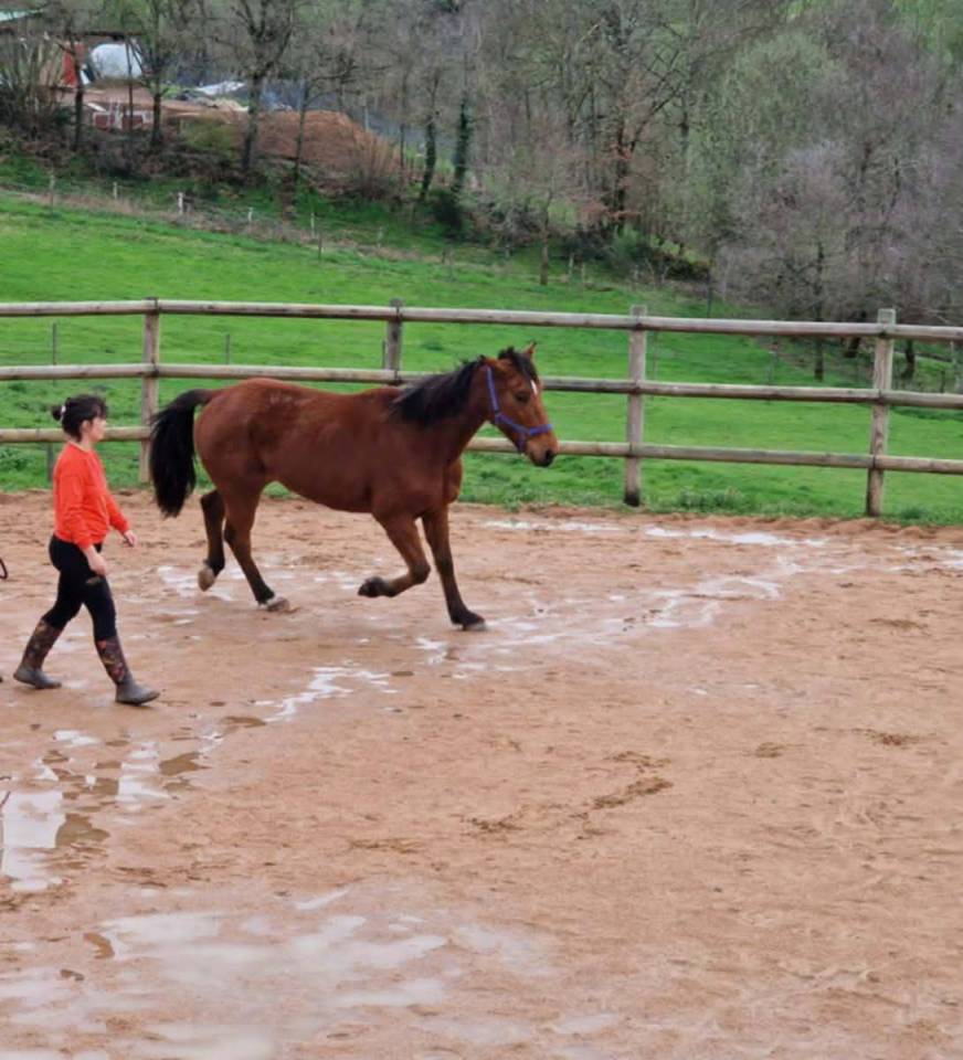 Hongre trotteur fran&ccedil;ais 11 ans