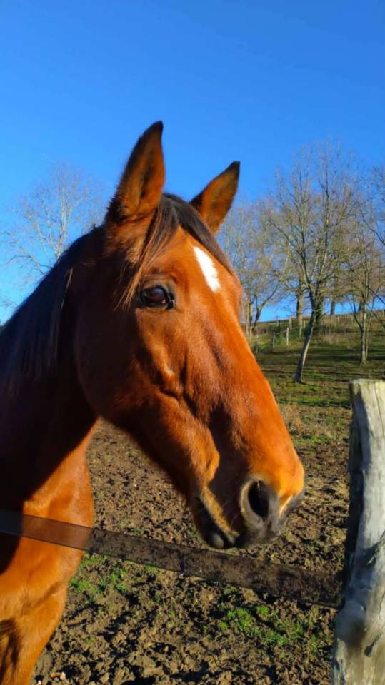Hongre trotteur fran&ccedil;ais 11 ans